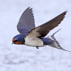 Picture for song 'Set Sail' by artist 'John Layne and the Aeon's Promise Band'