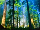 Picture for song 'THE TREES w/ Faunaserene & Karmabend' by artist 'ALPHA ONE OMEGA'