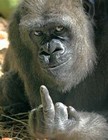 Picture for song '*Gorillas* (Fire Marshall Music) FrEe DoWnLoAd' by artist 'Big Bully Organization'