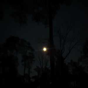 Picture for song 'Voices In My Head' by artist 'DLC.prod'