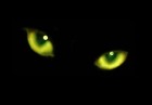 Picture for song 'Black Cats.mp3' by artist 'Jamieson Xavier Jones'