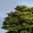 Picture for song 'Summer Portal' by artist 'Michael Parcell-Davies'