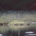 Picture for song 'Springtime' by artist 'Rinaldo'