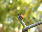 Picture for song 'Lady Bug by Boney Knee Marcum' by artist 'Sounds by Ramolly'