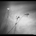 Picture for song '*Sample*Silent FREE D/L' by artist 'THE L3GION OF DOOM'