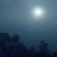 Picture for song 'Moonlight through misty woods' by artist 'The Serendipitous Cacophonies'