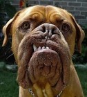 Picture for song 'Barking ( Non-Exclusive )' by artist 'Treallion ( Trap House ) Production'