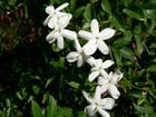 Picture for song 'Slodki zapach jasminu-Sweet smell of jasmine' by artist 'Vitiyu'
