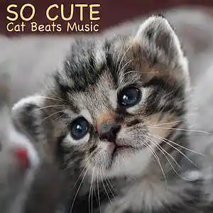 Picture for song 'So Cute' by artist 'Cat Beats'