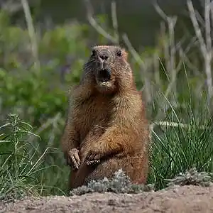 Picture for song 'Groundhog' by artist 'Chris Baker'