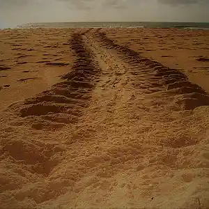 Picture for song 'Sand Way' by artist 'CANDIES'