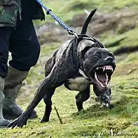 Picture for song 'Bandog - free/DL' by artist 'Jojoinsanebeats.com'