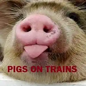 Picture for song 'Pig on a Train (acoustic mix)' by artist 'Adrian J Pratt'