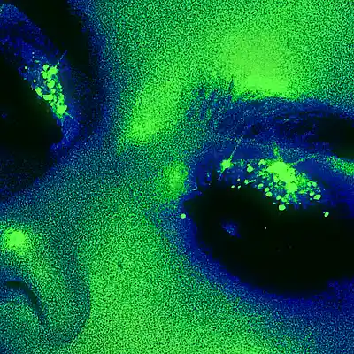 Picture for song 'FADE OUT - Buy 1 Get 4 Free - Lithe x Dark' by artist 'IMPALA DRUMMERZ'