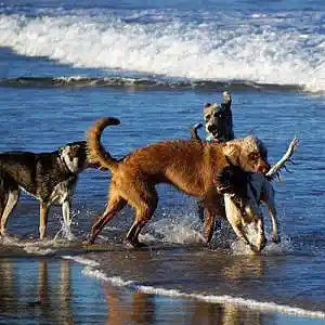 Picture for song 'Dog Days (feat. Wendy Tuttle & Kevin Fisher)' by artist 'Round The Globe'