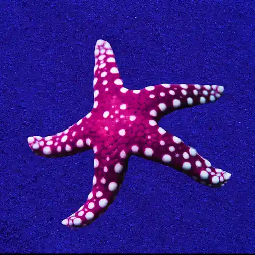 Picture for song 'Falling (Juice Wrld Type Beat)' by artist 'Gringo Starrfish'