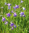 Picture for song 'Wildflowers' by artist 'Edward Zielinski-EZme Studio'