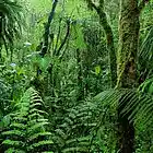 Picture for song 'Rumble In The Jungle' by artist 'Jeff Armstrong'