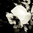 Picture for song '*NEW/FREE-DL* ::Fly Away:: *Piano/Eastcoast*' by artist 'Arson Of ENCORE'