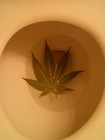 Picture for song 'WEED SONG' by artist 'DULLOW'