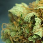 Picture for song 'Be High' by artist 'Gurilla Beats'
