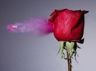 Picture for song 'SHATTERED ROSES' by artist 'LETLUSE BEATS'