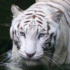 Picture for song 'They Don't Want It' by artist 'MIDWEST HUSTLAZ'