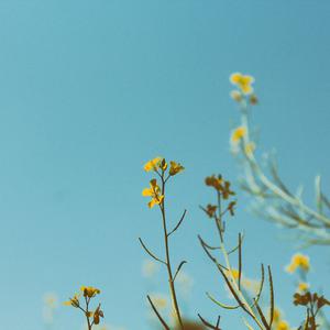 Picture for song 'Santur' by artist 'P.R Beats'