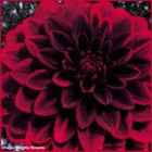 Picture for song 'The Arabian Nights' by artist 'Rinaldo'