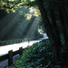 Picture for song 'GREEN EYES' by artist 'steve ely'