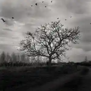 Picture for song 'november' by artist 't polimeros'