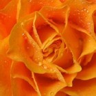 Picture for song 'Beautiful Flower' by artist 'Wayne Thibeault'