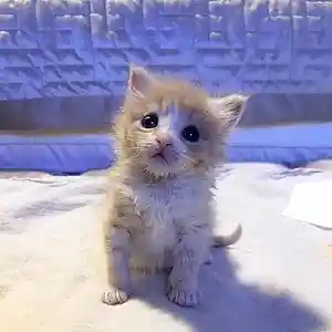 Picture for song 'chillll' by artist 'howww'