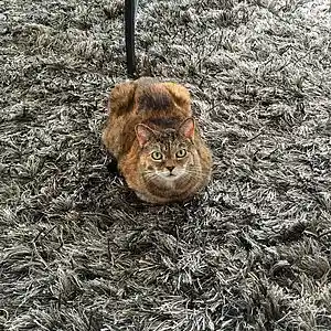 Picture for song 'yoyoma' by artist 'Test VIP Account'