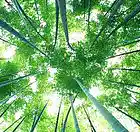 Picture for song 'THE TREES Feat Faunaserene' by artist 'ALPHA ONE OMEGA'