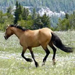 Picture for song 'Variations texanes' by artist 'Christian Faivre'