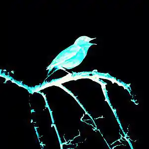 Picture for song 'Nightingale' by artist 'IntemforBeats'