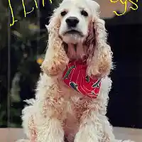 Picture for song 'I like Dogs' by artist 'The Stray Dawgs'
