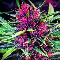 Picture for song 'She Loves Me w/Hook' by artist 'Bad Beatz'