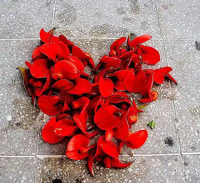 Picture for song 'Enamorado De Ti' by artist 'Zack14'