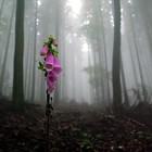 Picture for song 'S.a.r.a. - demo - Aksyn Elek (Boris Briozzo)' by artist 'Aksyn Elek'