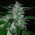 Picture for song 'BEat#2' by artist 'DJ ORe0'