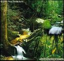 Picture for song '14. The Tropical Rain Forest' by artist 'Earphones Music'