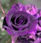 Picture for song 'vIntage rOSe' by artist 'GIP Productions Inc'