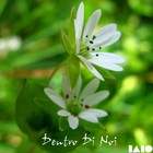 Picture for song 'Dentro Di Noi.mp3' by artist 'IAIO'