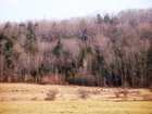 Picture for song 'Sheep May Safely Graze' by artist 'John Robert Whitney'