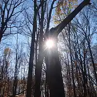 Picture for song 'The Seeds Of Peace' by artist 'Leonard Scaper'