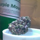 Picture for song 'MAJORLEAGUEPROxLEMONADEKUSH(FREEDL!)' by artist 'Major League Pro'