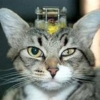 Picture for song 'Inawake' by artist 'Mike B is for Byj'