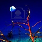 Picture for song 'Midnight of Our Lives' by artist 'Sodderpot'